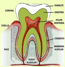 Recientemente se ha descubierto el gen que produce el esmalte dental
